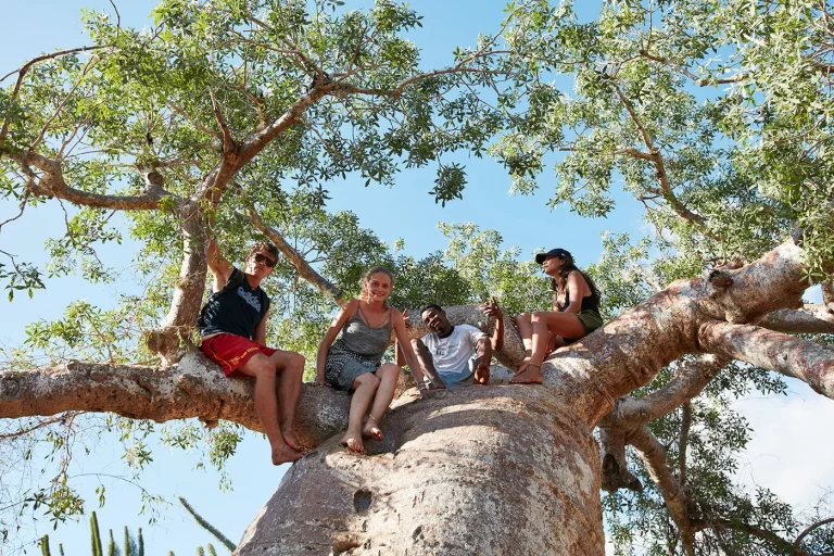 Vier Studierende in der Baumkrone eines Baobabs