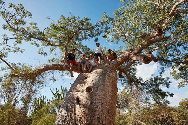 Gruppenfoto in der Baumkrone eines Baobabs